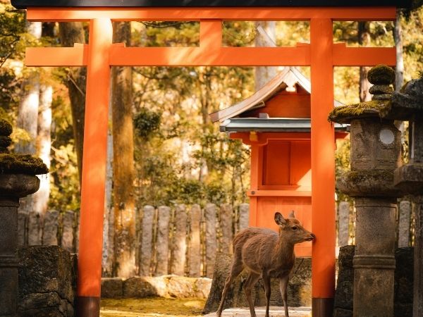 Prestige Hong Kong ve Japonya